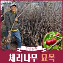 체리나무 묘목 5년 2년생 라핀 레이니어 타이톤 조대과 스위트하트 과일나무, 타이톤3년생