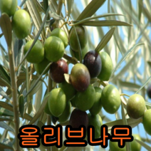 올리브나무2년포트묘2그루 묘목 나무묘목 유실수 올리브나무