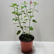 체리세이지화분, 1개