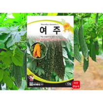 여주씨앗 건강에 좋은 여주 맛도 좋은 여주, 1개