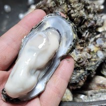 [미르수산]산지직송 고흥 제철 석화 10kg 1망