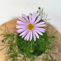 2400 인기최고 사계코스모스 소품 야생화 10~25cm