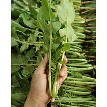 부드러운 어린 얼갈이 열무 8kg 4kg 3kg, 열무 3kg