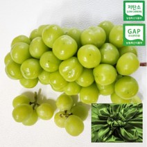 [산지직송] 프리미엄 고당도 망고향 샤인머스켓 선물세트, 특상품 1kg(2-3수)