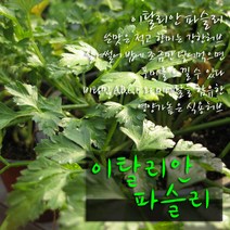 이탈리안 파슬리 (식용허브) 지름 10cm 허브화분, 2개