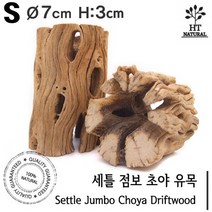 세틀 점보 초야우드 선인장 유목 S
