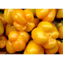 (가락시장까망콩) 당일경매 신선한 노랑 파프리카 1kg