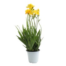 갑조네 꽃 생화 꽃화분 공기정화식물, 후리지아(미니중품), 1개