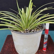 중투무늬사초 에버골드 대품 노지월동식물 상록식물 관상용 정원용, 1개