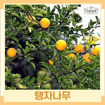 귤나무 묘목 탱자 실생2년생 뿌리묘 5개