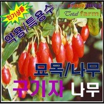 GS3/구기자나무/ 간장.신장보호/크기1m내외