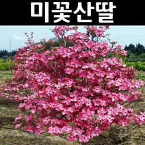 미꽃산딸(체로키치프) 적색꽃 접1년(특) 뿌리 1개/나무 묘목/활엽수/정원용
