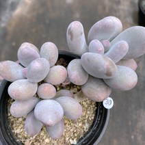 [다육이아지트]홍미인3030
