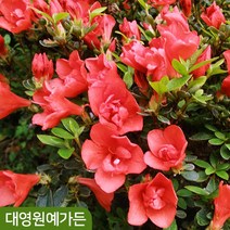 왜성철쭉 아젤리아 10cm포트 방울기리시마 봄꽃 꽃나무, 01. 아젤리아(핑크스타)