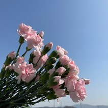 생화 스프레이 카네이션 한단 온라인꽃도매 농장 직송 택배 (도착예정일은 따로 문의), 다이아몬드(핑크)