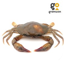 소프트크랩 1kg 13~17미 (뿌팟퐁커리 껍질먹는게), 소프트크랩 13-17미 50-70_1kg