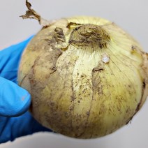 국내산 무안 양파 2kg 4kg 8kg 햇양파 장아찌용 짱아치, 양파 장아찌용 2kg