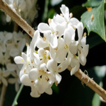 [가산원예조경] 은목서 삽목3년 10주묶음