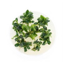 부세파란드라 웨이비그린 조직배양 수초, 없음