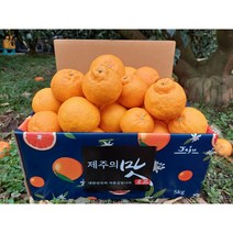 [황금농원] 고당도 서귀포 노지한라봉 10kg, 1box, 5kg노지(대과)(10과전후)