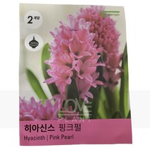 히야신스구근(핑크펄) 키우기 공기정화식물 화분 식물키우기