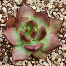 다육식물(호피복랑금) 91(70), 1개