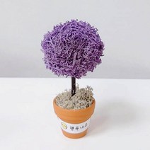 [스마일컴퍼니] 스칸디아모스 이끼 화분 실내 공기정화식물 행복나무모스(소), 1개, 행복나무모스(소)_퍼플