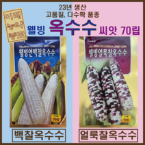 웰빙 찰옥수수 국내산 23년생산 70립 소독필- 백찰옥수수 얼룩찰옥수수 중 택1