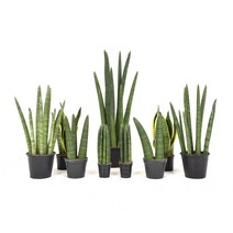 정품 스투키 산세베리아모종 실내공기정화식물 미세먼지 다육식물, 굵은 스투키 3촉 + 산세베리아