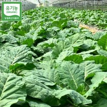 유기농 케일 즙용 쌈 친환경 케일 1kg 2kg