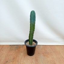 용신목 용심목