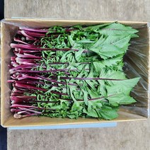 적치커리 300g