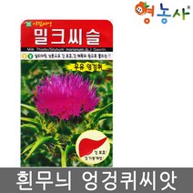 밀크씨슬씨앗 100립 흰무늬엉겅퀴 우유엉겅퀴