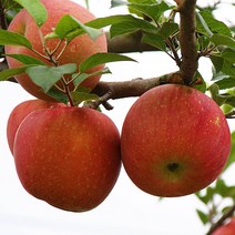 마켓피아 산지직송 청송사과 아삭한 꿀사과 부사 정품 선물용 5kg 10kg, 1박스, 5kg(중과)