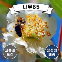 (나무85) 키위나무 도마리(숫나무) 키150cm내외 분