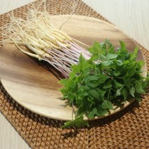 스마트팜 수경재배 새싹인삼 중 50뿌리, 고급보자기 포장