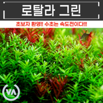 [비바소녀] 로탈라 그린(6촉/15촉) 폭풍 성장을 경험해보세요, 6촉