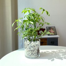 솔가든 수경재배식물 수중식물 키우기 홍콩야자 몬스테라 테이블야자 외 11종, 높이낮은타입