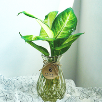 [GREENI] 마리안느 수경재배 세트 키우기쉬운 음지 수상 식물 키우기 선물, 프리미엄(마리안느+오로라병+영양제+코스터)