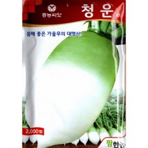 (씨앗) 청운무 - 2023년 뿌리가 맛있는 김장무 - 가을무 씨앗 종자 - 2천립, 1개