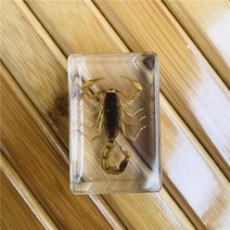 곤충 표본 전갈 교육용 실습용 인테리어 장식 옐로우