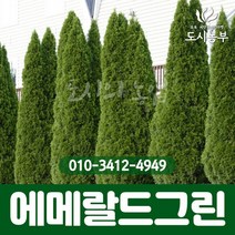 에메랄드그린 키 180cm(분) 묘목 나무 원예 씨앗 종자