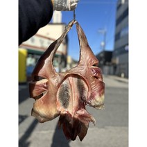 반건조홍어 홍어찜 말린 국산홍어 2 3 4kg, 반건조홍어1마리(3kg대), 1개