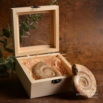 암모나이트 화석 수석 삼엽충 달팽이 수집품 장식품, 암모나이트 + 소나무 상자