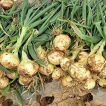 23년 무안 최상급 단단한 만생양파 3kg 5kg 10kg, 무안양파 중대혼합 3kg, 1개