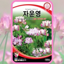 자운영씨앗 500립 홍화채 꽃씨 몰 연화초 녹비식물 Astragalus sinicus, 단품