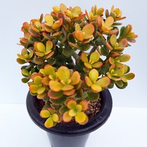 미니염좌 염좌금 황금염좌 꽃피는염좌 모음, 7.황금염좌(대품, 1개