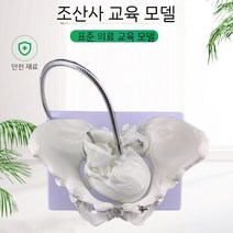 여성 골반 모형 근육 뼈 모델 움직이는 자궁 출산 교육용 여자 산부인과 실습용, 골반 바닥 근육