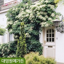 유럽 등수국나무(페티오라리스) 덩굴식물 조경수, 01. DT포트