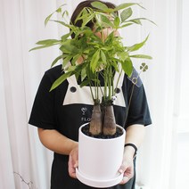 파키라 공기정화식물 화분 15cm-개업 생일 승진 퇴사 네잎크로버 팬더, 1개